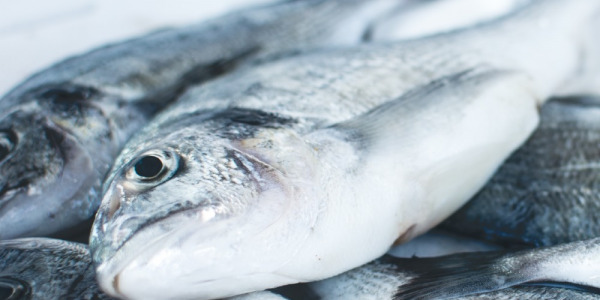 Proteinas de PESCADO VS CARNE